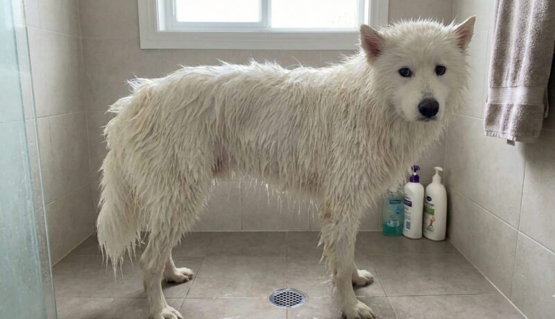 シャンプーやお風呂で全身が濡れて被毛のボリュームがなくなり、本来の華奢な骨格が露わになったサモエドの姿。
