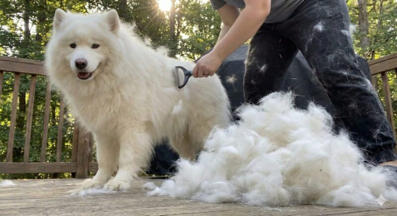 換毛期にサモエドをブラッシングし、抜け毛が大量に取れている様子。ダブルコート犬の抜け毛の多さを示す