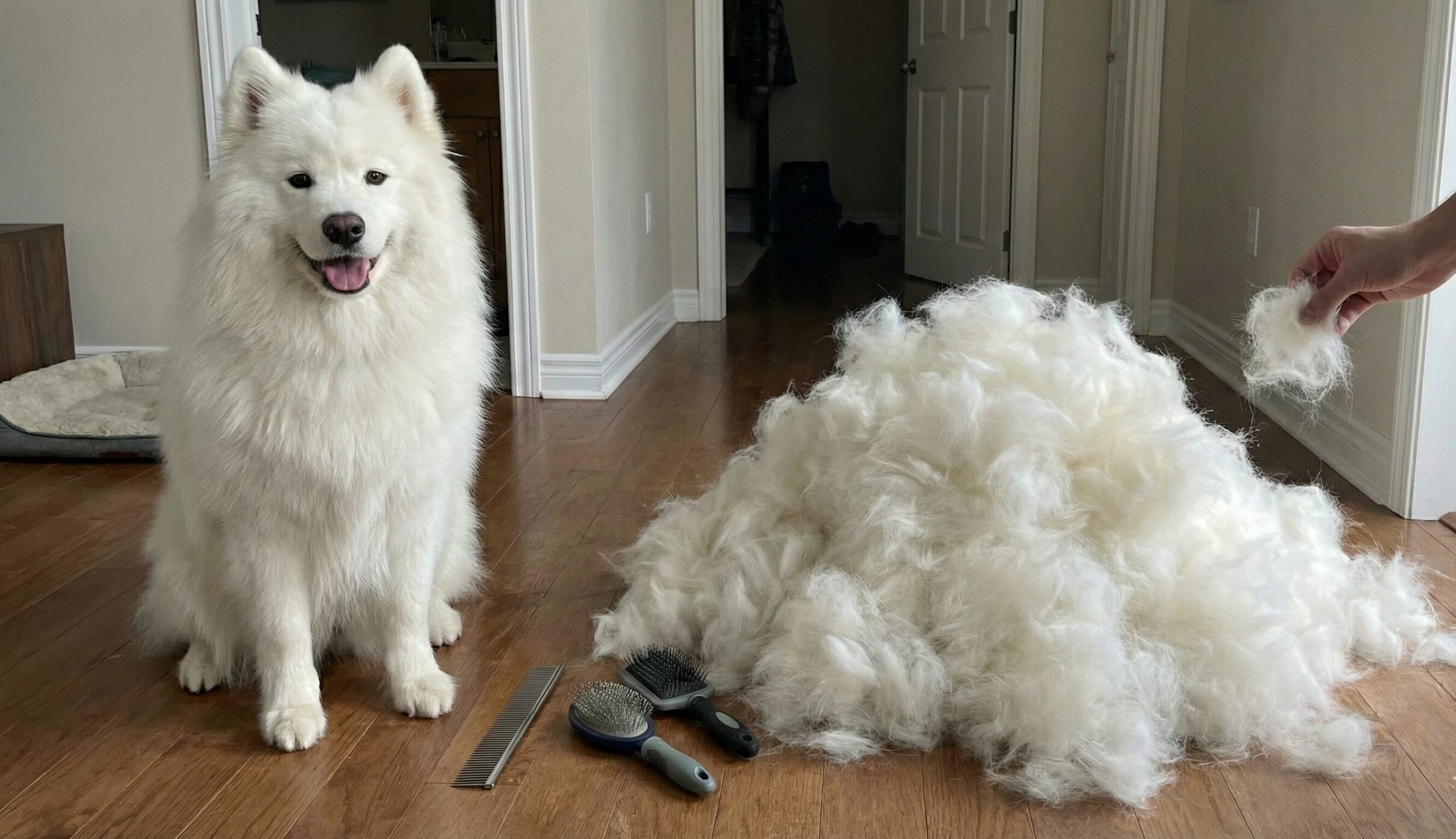 ブラッシングを終えたサモエドの横に、体と同じくらいの大きさまで積み上げられた大量の抜け毛の山。換毛期の凄まじさを表現した画像。