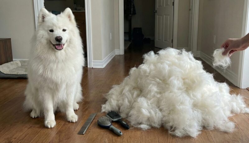 ブラッシングを終えたサモエドの横に、体と同じくらいの大きさまで積み上げられた大量の抜け毛の山。換毛期の凄まじさを表現した画像。