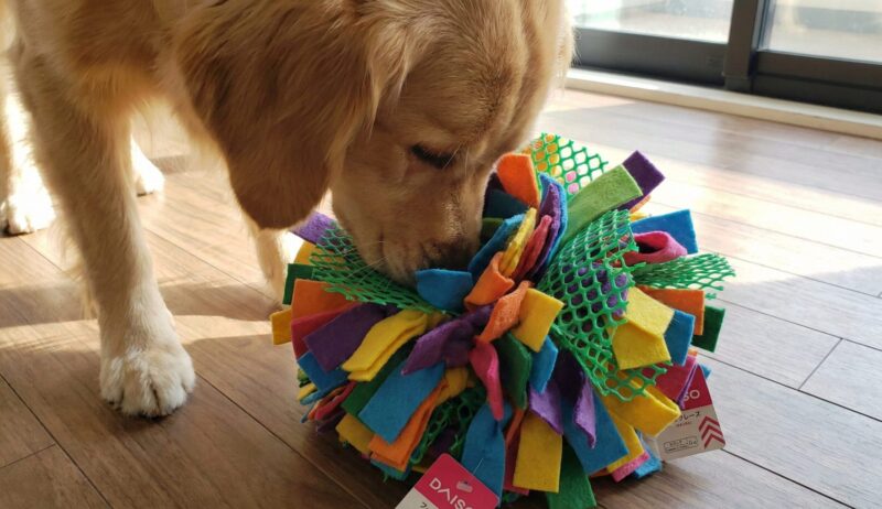 フェルトとシンクマットを使って自作したカラフルなノーズワークボール（スナッフルマット）で遊ぶ犬