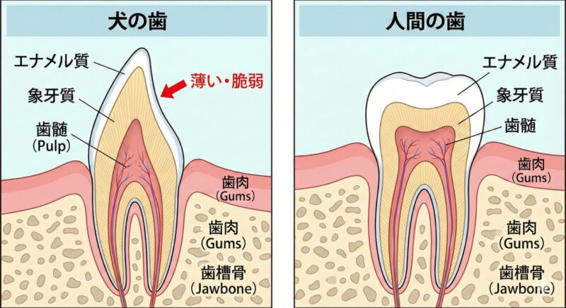 犬の歯の断面図と人間の歯の断面図を比較し、犬のエナメル質が薄く脆弱であることを示すイラスト