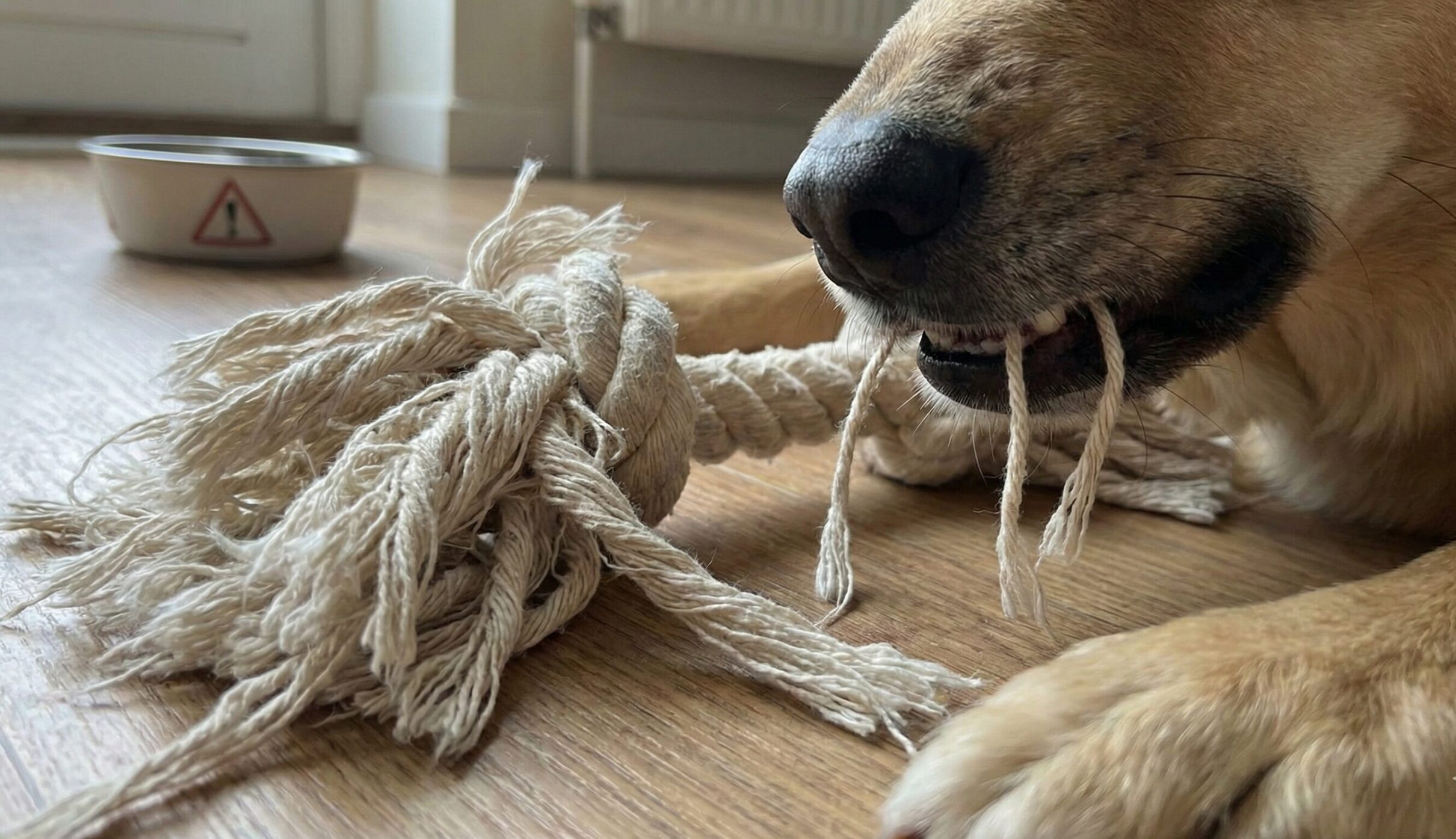 噛みちぎられてほつれたロープのおもちゃの繊維と、それを犬が誤飲するリスクを示唆するクローズアップ