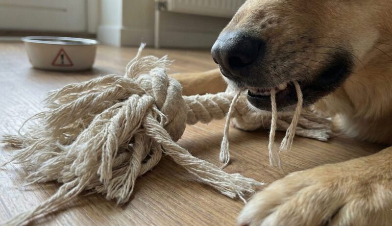 噛みちぎられてほつれたロープのおもちゃの繊維と、それを犬が誤飲するリスクを示唆するクローズアップ