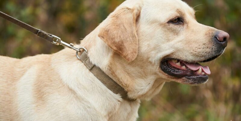 リードを引っ張る大型犬の首に首輪が深く食い込み、気管に負担がかかっている様子のクローズアップ写真。