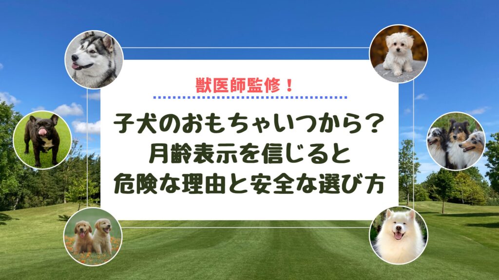 子犬のおもちゃいつから？月齢表示を信じると危険な理由と安全な選び方