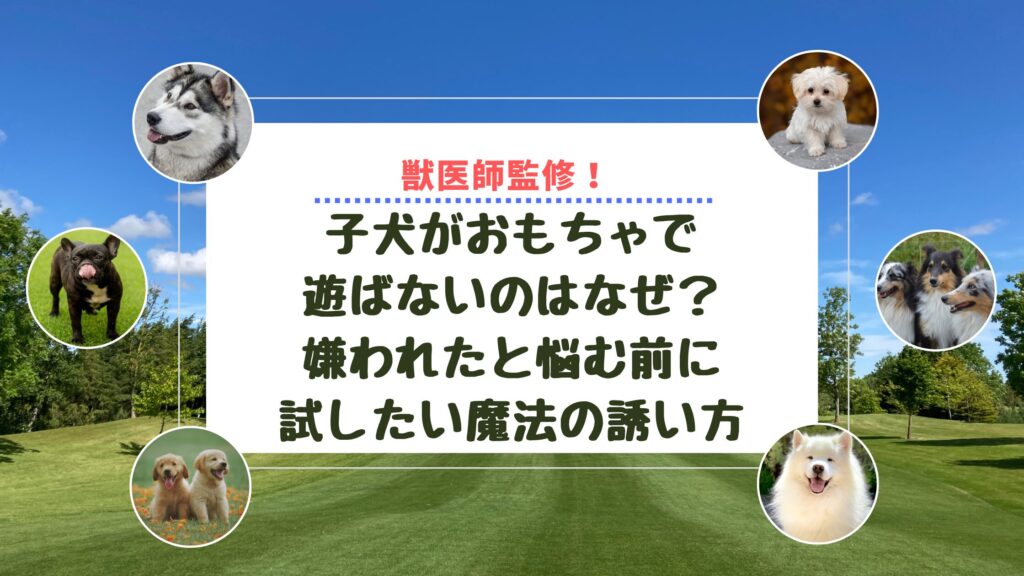 子犬がおもちゃで遊ばないのはなぜ？嫌われたと悩む前に試したい魔法の誘い方